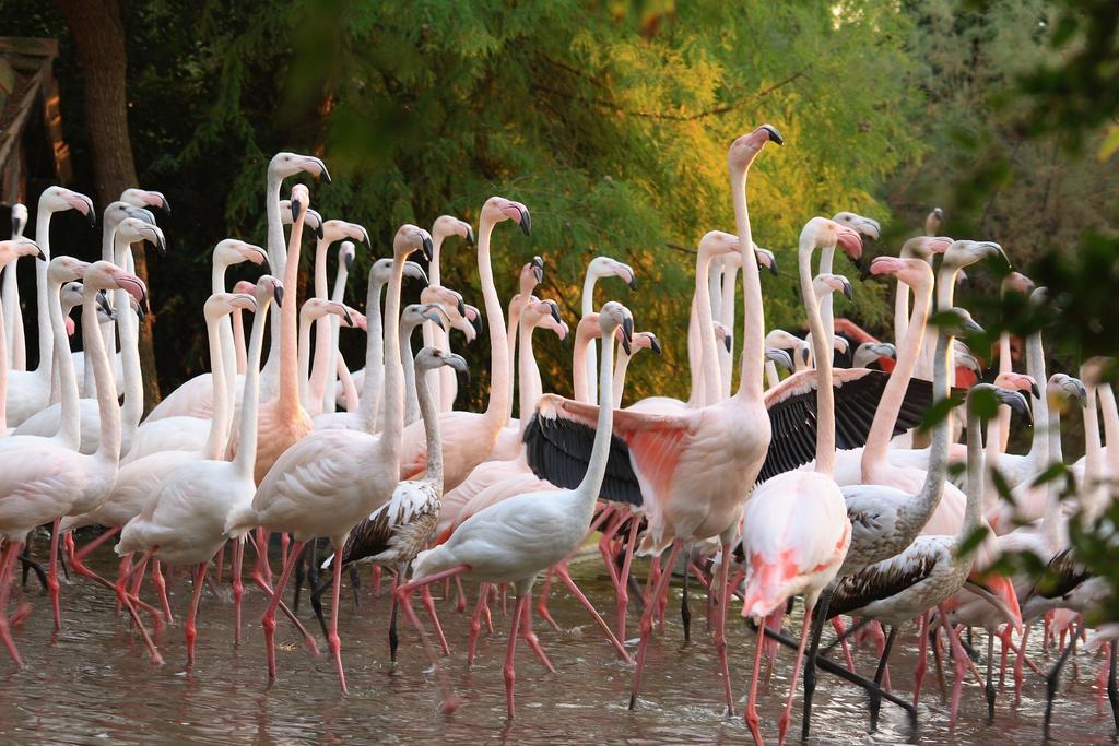 Green Village Eco Resort Λινιάνο Σαμπιαντόρο Εξωτερικό φωτογραφία